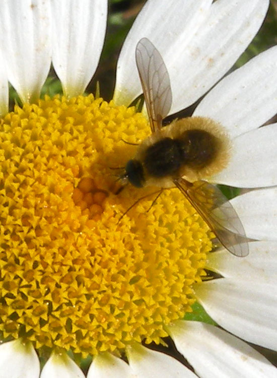 Bombylius sp (Bombyliidae)